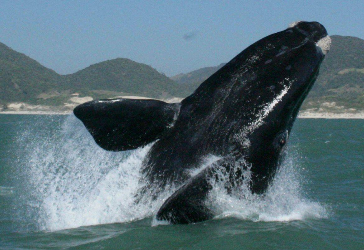 Praia do Rosa